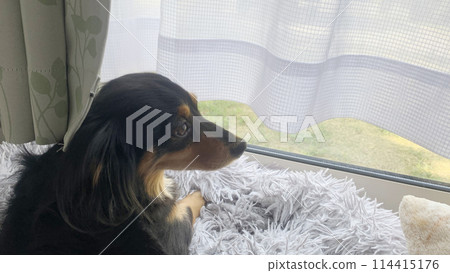 Cute dachshund through the window 114415176