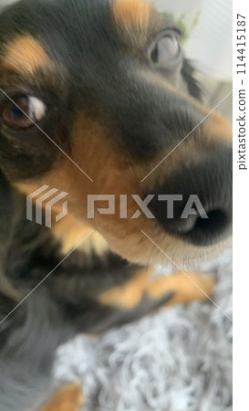 Cute dachshund through the window 114415187