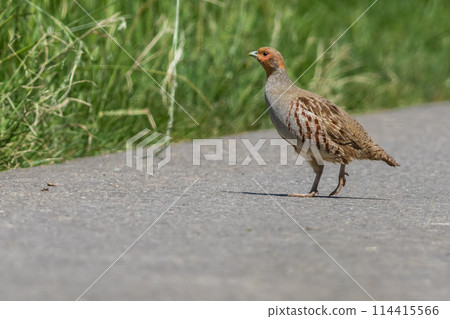 A partridge  114415566