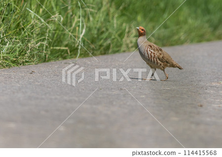 A partridge  114415568