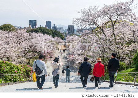 people enjoy cherry blossom and Fukuoka city view at Nishi park 114415632