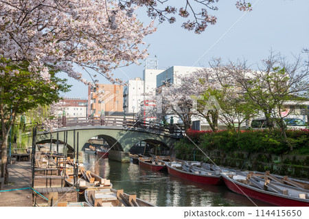 boats and sakura blossom along river with bridge at Yanagawa 114415650