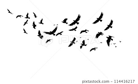 A flock of flying birds. Vector black and white illustration. Silhouette group bird and freedom air. Horizontal design element cartoon isolated white A flock of flying birds. Vector black and white illustration. Silhouette group bird and freedom air. Horizontal design element cartoon isolated white 114416217