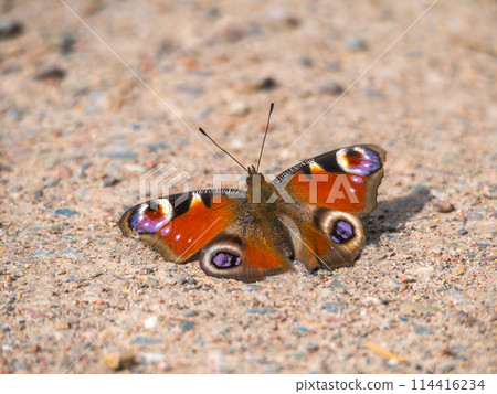 Peacock butterfly sitting on a ground. Close-up 114416234