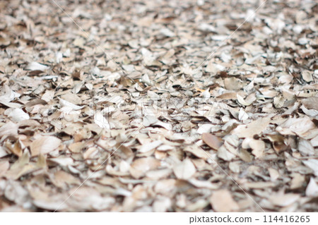 Carpet of fallen leaves Carpet of fallen leaves 114416265