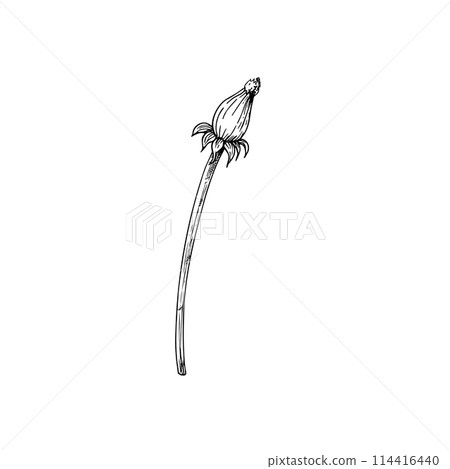 Vector dandelion flower. Hand painted linear flowers. Graphic clipart isolated on background. Botanical and wedding illustration. For designers, invitations, decoration, postcards, wrapping paper, Vector dandelion flower. Hand painted linear flowers. Graphic clipart isolated on background. Botanical and wedding illustration. For designers, invitations, decoration, postcards, wrapping paper, 114416440