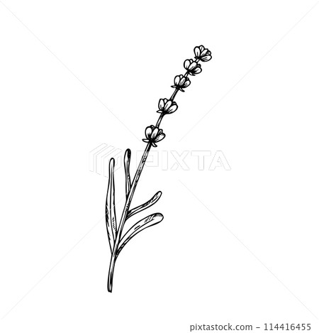 Vector lavender. Hand painted linear flowers. Graphic clipart isolated on background. Botanical and wedding illustration. For designers, invitations, decoration, postcards, wrapping paper, Vector lavender. Hand painted linear flowers. Graphic clipart isolated on background. Botanical and wedding illustration. For designers, invitations, decoration, postcards, wrapping paper, 114416455