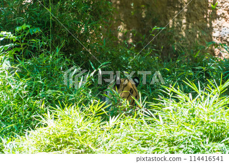 A tiger hiding in the bushes, stalking its prey A tiger hiding in the bushes, stalking its prey 114416541