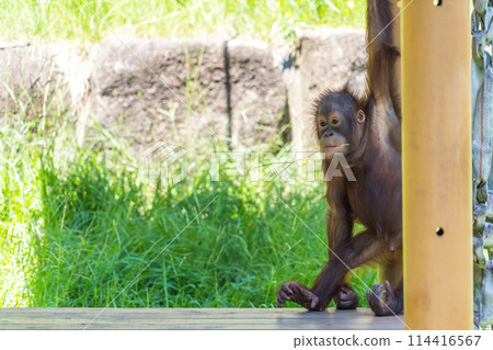 住在動物園裡的小猩猩 114416567