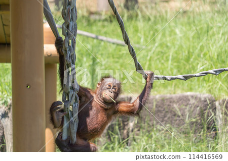 住在動物園裡的小猩猩 114416569