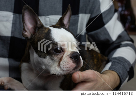 Sad dog in arms of the owner, sad muzzle of Boston terrier, offended upset pet, bad animal emotions Sad dog in arms of the owner, sad muzzle of Boston terrier, offended upset pet, bad animal emotions 114416718