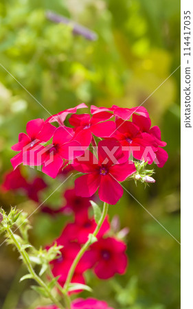 Phlox flowers in a summer garden. Vertical photo Phlox flowers in a summer garden. Vertical photo 114417035