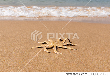 A starfish washed up on a sandy beach by a sea wave, close-up A starfish washed up on a sandy beach by a sea wave, close-up 114417085