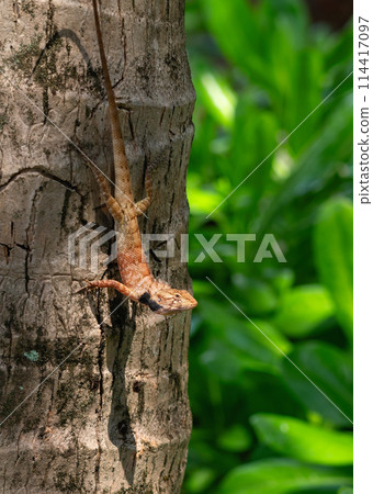 Lizard calotes bloodsucker Calotes versicolor on the trunk of a coconut palm in close-up Lizard calotes bloodsucker Calotes versicolor on the trunk of a coconut palm in close-up 114417097