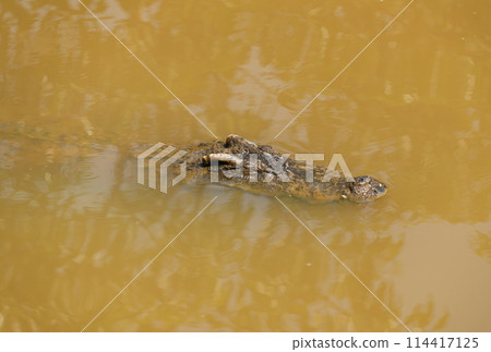 The head of a crocodile sticks out on the surface of a pond with yellow water The head of a crocodile sticks out on the surface of a pond with yellow water 114417125