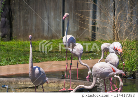 動物園水坑裡的一群火烈鳥 動物園水坑裡的一群火烈鳥 114417388