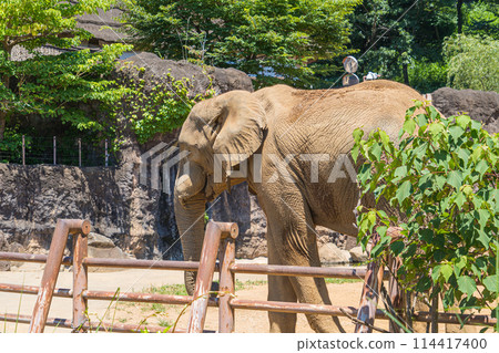 A large elephant living in Tama Zoo 114417400