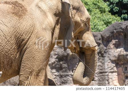 生活在多摩動物園的大象 114417405