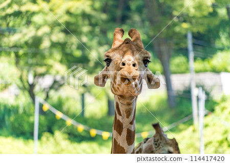 長頸鹿的臉微笑著看著你 114417420