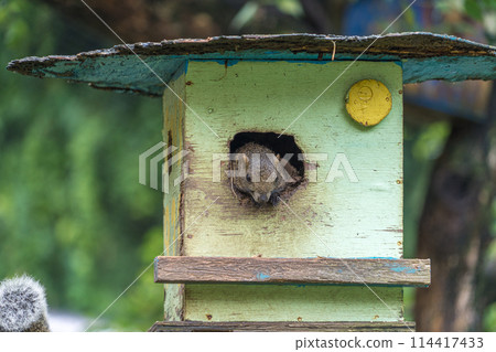 A wooden hut inhabited by a cute squirrel 114417433