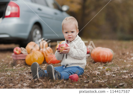 Handsome blonde toddler and pumpkin harvest in orchard. The child eats apples in nature... Handsome blonde toddler and pumpkin harvest in orchard. The child eats apples in nature... 114417587