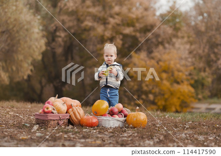 Handsome blonde toddler and pumpkin harvest in orchard. The child eats apples in nature... Handsome blonde toddler and pumpkin harvest in orchard. The child eats apples in nature... 114417590