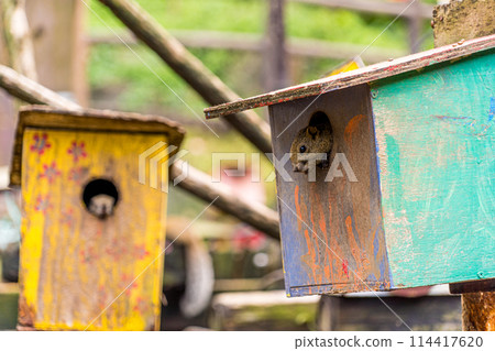 A wooden hut for squirrels to live in A wooden hut for squirrels to live in 114417620