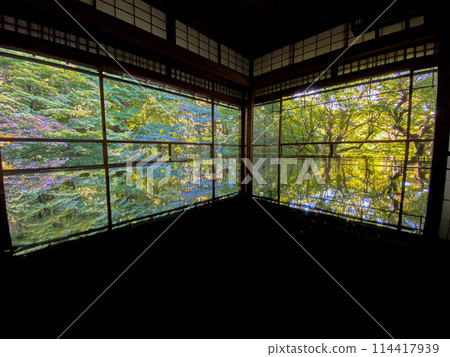 Green maples at Rurikoin Temple in Kyoto, Japan Green maples at Rurikoin Temple in Kyoto, Japan 114417939