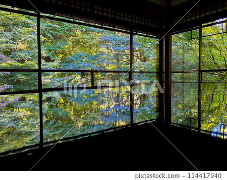 日本京都瑠璃光院的藍色楓葉 日本京都瑠璃光院的藍色楓葉 114417940