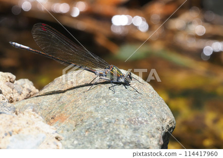 Damselfly (male, colorless wing type) Damselfly (male, colorless wing type) 114417960