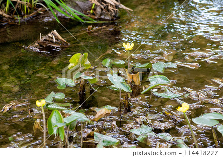The endangered yellow water spurge 114418227