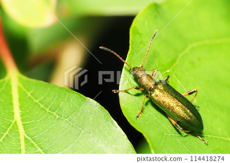 White-tailed beetle 114418274