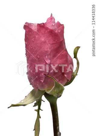 A pink rose 114418336