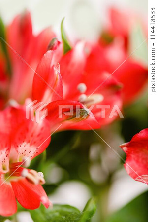 Red alstroemeria flowers on a light background Red alstroemeria flowers on a light background 114418533