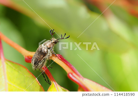 長鬚鯨目（雄性） 114418590