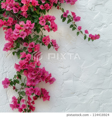 White Wall With Pink Flowers White Wall With Pink Flowers 114418924
