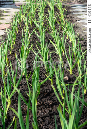 A bed of new green onion sprouts. A bed of new green onion sprouts. 114419138