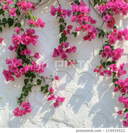 White Wall With Pink Flowers 114419322