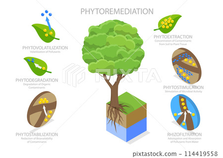 3D Isometric Flat Conceptual Illustration of Phytoremediation, Educational Diagram 3D Isometric Flat Conceptual Illustration of Phytoremediation, Educational Diagram 114419558