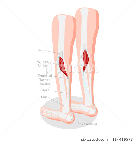 3D Isometric Flat Conceptual Illustration of Plantaris Muscle, Medical Educational Diagram 3D Isometric Flat Conceptual Illustration of Plantaris Muscle, Medical Educational Diagram 114419578