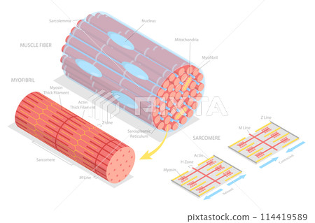 3D Isometric Flat Conceptual Illustration of Structures Of Muscle , Medical Educational Diagram 3D Isometric Flat Conceptual Illustration of Structures Of Muscle , Medical Educational Diagram 114419589