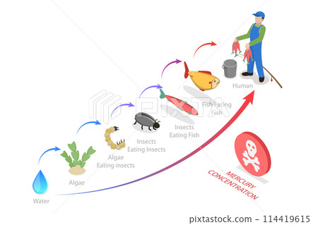 3D Isometric Flat  Conceptual Illustration of Biomagnification, Educational Outline Diagram 114419615