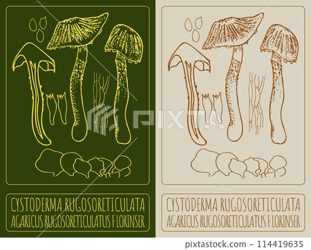 Vector drawing CYSTODERMA RUGOSORETICULATA. Hand drawn illustration. The Latin name is AGARICUS RUGOSORETICULATUS F LORINSER. 114419635