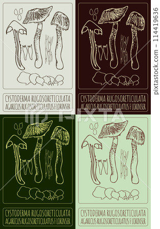 Set of vector drawing CYSTODERMA RUGOSORETICULATA in various colors. Hand drawn illustration. The Latin name is AGARICUS RUGOSORETICULATUS F LORINSER. Set of vector drawing CYSTODERMA RUGOSORETICULATA in various colors. Hand drawn illustration. The Latin name is AGARICUS RUGOSORETICULATUS F LORINSER. 114419636
