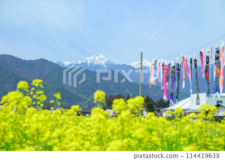 Rape flower fields, Mount Jonen, and carp streamers [Horigane, Azumino City] 114419638