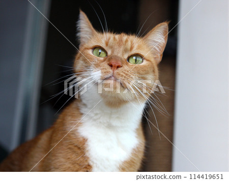 Portrait of an animal, a pet cat with red fur and a white neck and mustache, looking into the camera with yellow-green eyes and sniffing the air with a brick-colored nose Portrait of an animal, a pet cat with red fur and a white neck and mustache, looking into the camera with yellow-green eyes and sniffing the air with a brick-colored nose 114419651