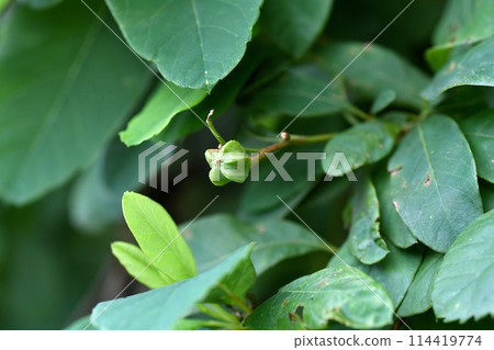 利口酒的果實 利口酒的果實 114419774