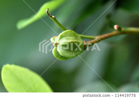 Fruit of liqueur Fruit of liqueur 114419778