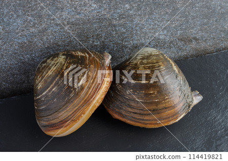 兩個新鮮的北寄貝 兩個新鮮的北寄貝 114419821