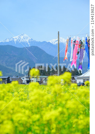 Rape flower fields, Mount Jonen, and carp streamers [Horigane, Azumino City] 114419827